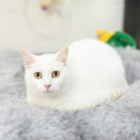 Photo of Biscuit