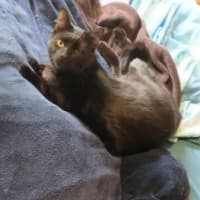 Photo of Shadow