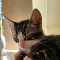 Photo of Archer