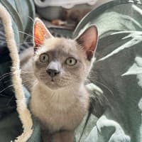 Photo of Meowscarada 