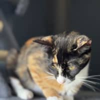 Photo of Sally   3 Year Old Domestic Shorthair