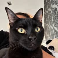 Photo of Alfie