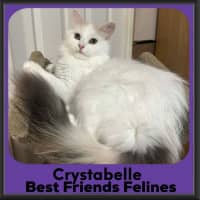 Photo of Crystabelle