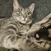 Photo of Luna   In Foster Care In In Preston