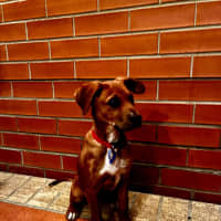 Photo of Abbie   4 Month Old Bull Arab X