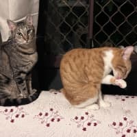 Photo of Ginja Ninja 🥷 