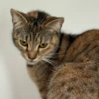 Photo of Sally Field (9004)