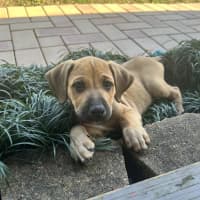 Photo of Violet