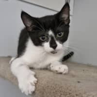 Photo of Ryder 😻🐾