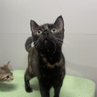 Photo of Dolly Parton