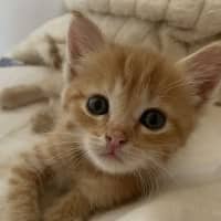 Photo of Ginger Biscuits