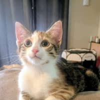 Photo of Biscuit