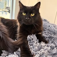 Photo of Nyx
