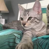 Photo of Mochi