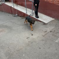 Photo of Tanzy