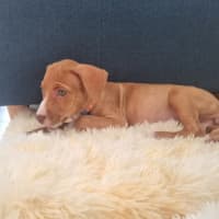 Photo of Kura  9 Week Old Staffy (Trial)