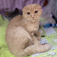 Photo of Fergus