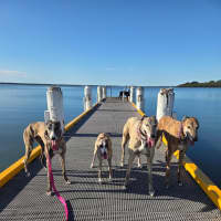 Photo of Maia, The Greyhound