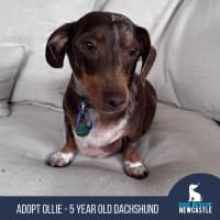 Photo of Ollie   5 Year Old Dachshund