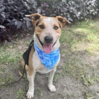 Photo of Zak *$150 Adoption Fee*