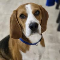 Photo of Obi