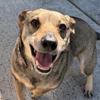 Photo of Olive