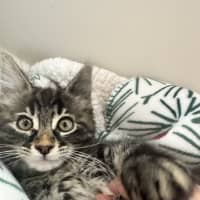 Photo of Purrora (Was Midnight Snack)