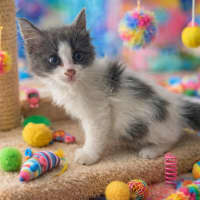 Photo of Grey And White Floof 