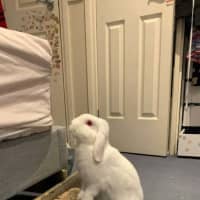 Photo of Vivi (Bonded With Violet)