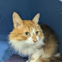 Photo of 🍩 Hector 5427 🍩