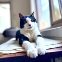 Photo of Carl   In Foster Care In Tranvancore