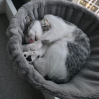 Photo of Cassian   In Foster Care In Melbourne