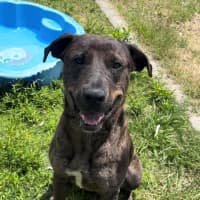 Photo of Boof (4848)