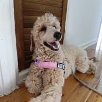 Photo of Paris   1 Year Old Poodle