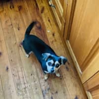 Photo of Bean   1 Year Old Chihuahua X