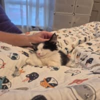 Photo of Henry *9 Lives Project Rescue*