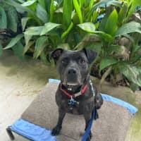 Photo of Koda