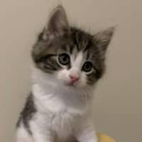 Photo of Pippa 