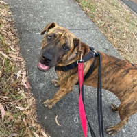 Photo of Spring Roll