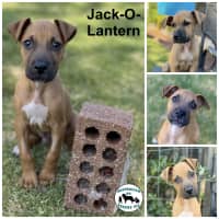 Photo of Jack O Lantern 