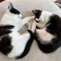 Photo of Copy And Paste