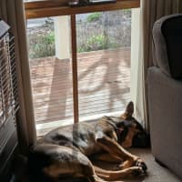 Photo of Jambo