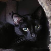 Photo of Bagheera