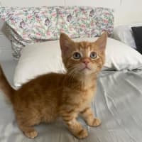 Photo of Hercules   Located In Ashwood