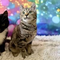 Photo of Victoria (Located In Eltham North) 