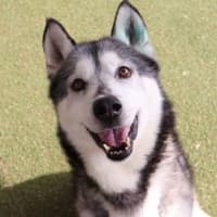 Photo of Chevy 