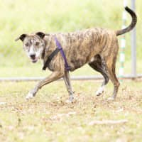 Photo of Harlo