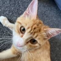 Photo of Mochi