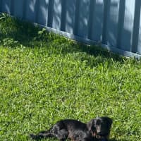 Photo of Socks – 1 Year Old Dachshund