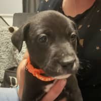 Photo of Collar Orange 